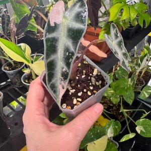 Alocasia Bambino Pink Variegated #23/ exact plant/ Corming size / No international shipping!!