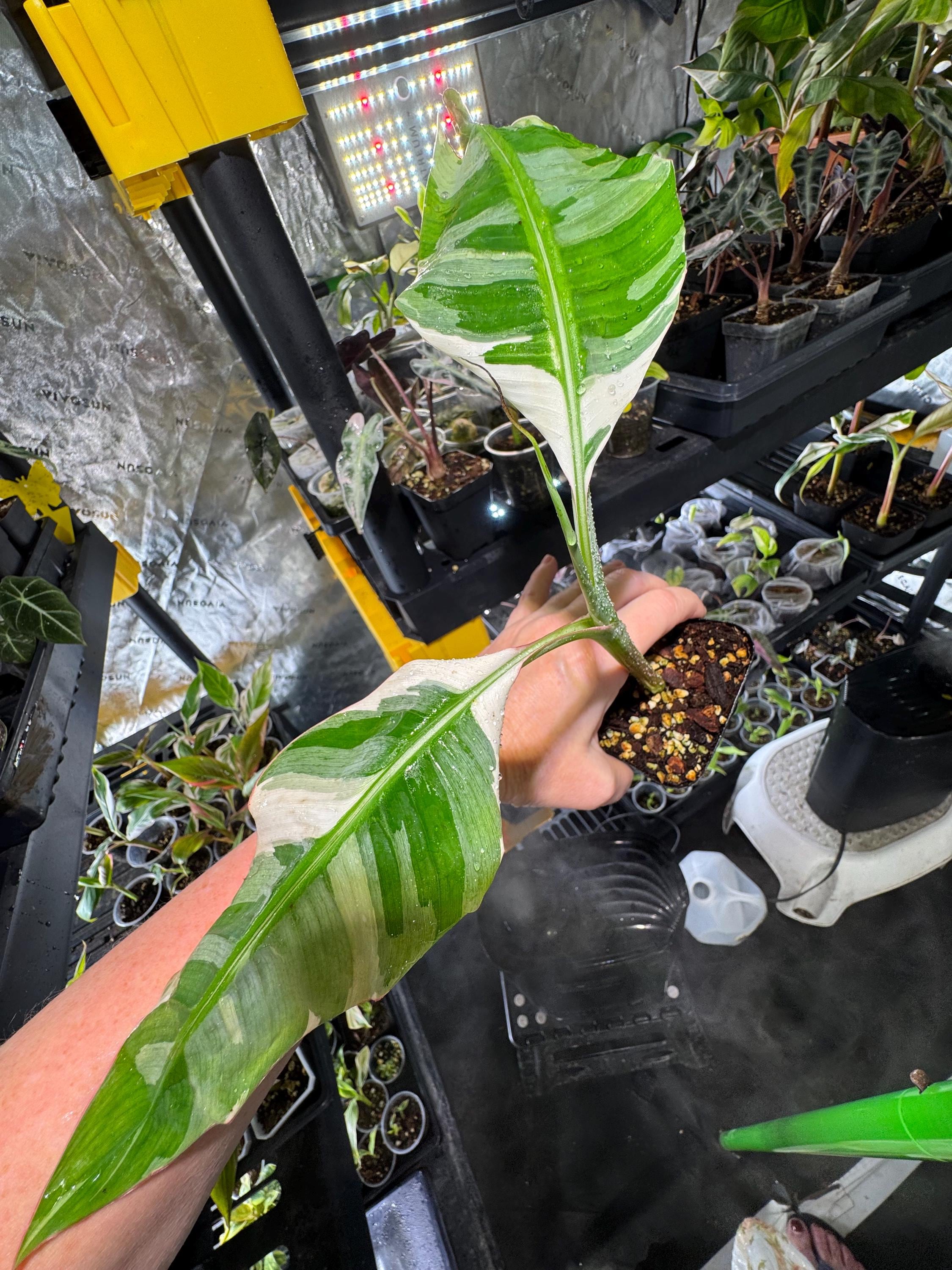 ゾ*メ様 ☆斑入りバナナ☆Musa Yellow‘Variegated’★黄斑入 ゾ*メ様 ☆斑入りバナナ☆Musa Yellow'Variegated'☆黄斑入 ゾ*