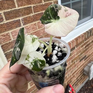 Könnte beinhalten: Eine kleine Alocasia-Pflanze mit panaschierten Blättern in Dunkelgrün, Creme und Hellrosa, eingetopft in einen durchsichtigen Plastikbecher mit schwarz-weißem Substrat, mit deutlich sichtbaren Blattadern auf den herzförmigen Blättern.