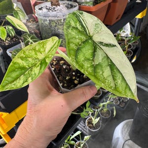 Alocasia Dragon Scale Variegated # 7 Free Shipping/ Exact Plant/ 3