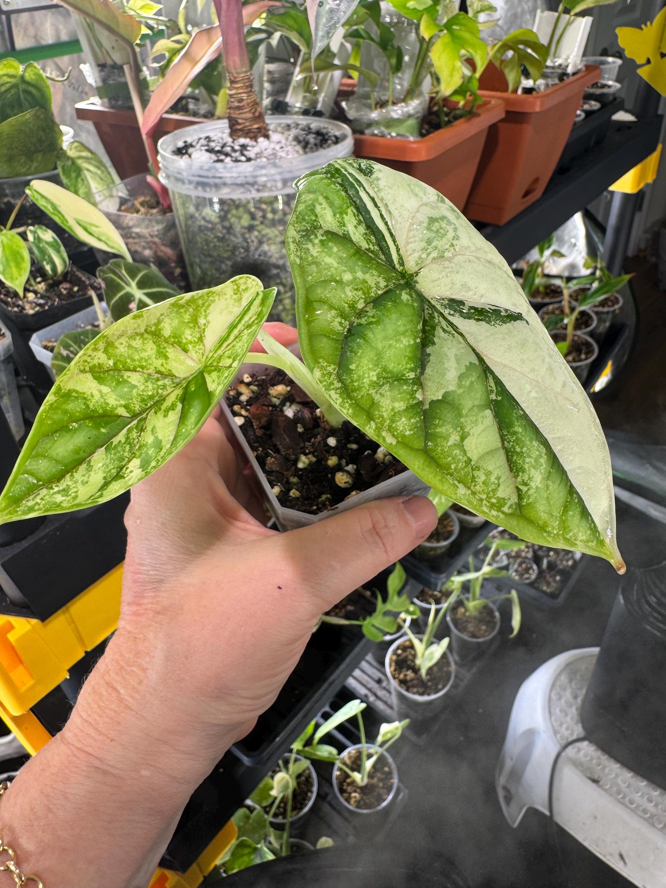 Alocasia Dragon Scale Variegated # 7 Free Shipping/ Exact Plant/ 3