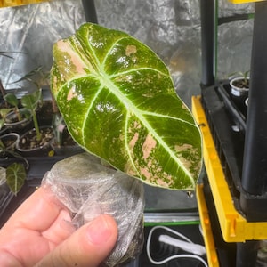 Alocasia Black velvet  Pink Variegated #5 exact plant/ 2 inch pot/ No international shipping!!