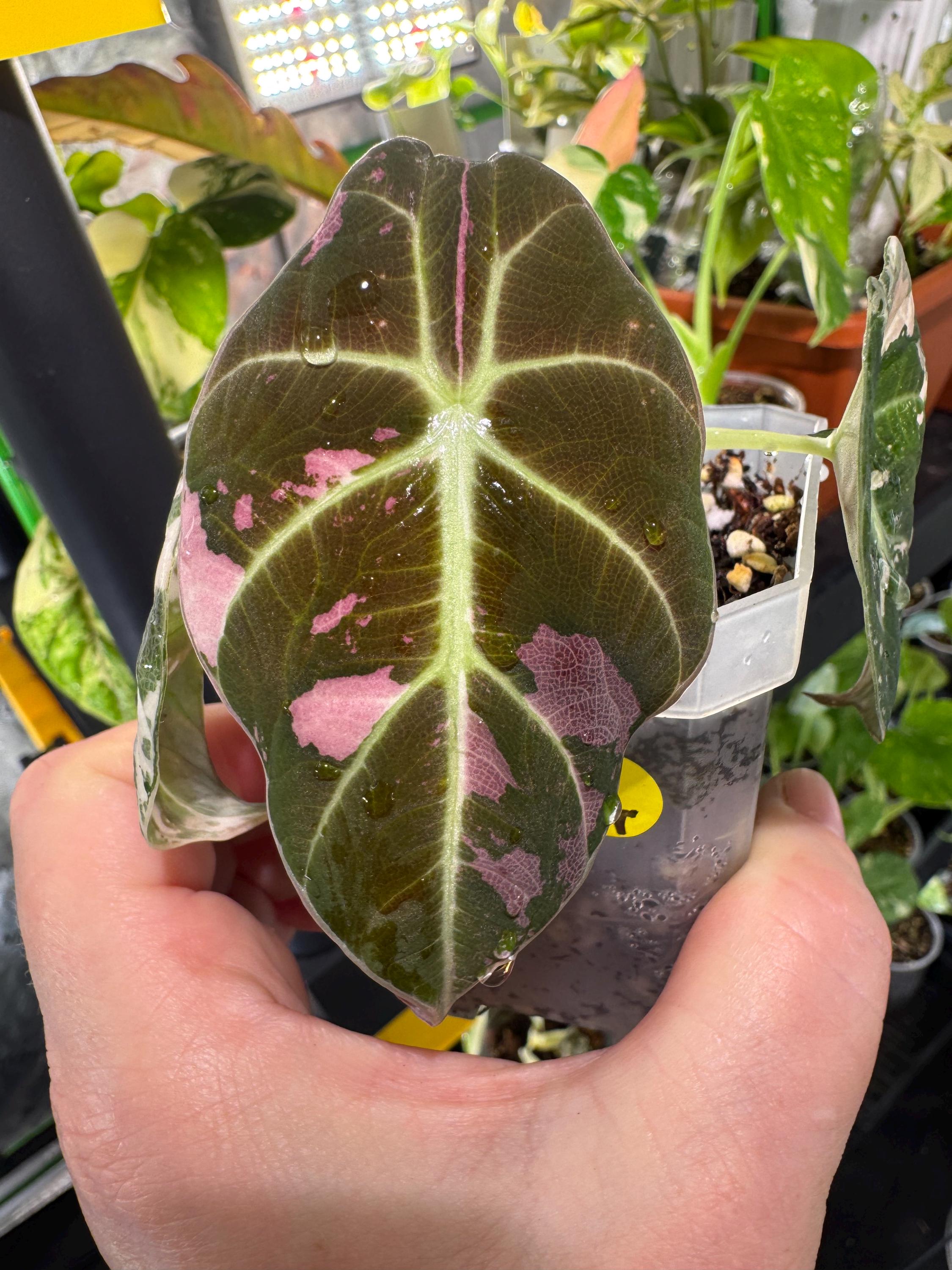 Alocasia dragon scale variegated - Etsy 日本