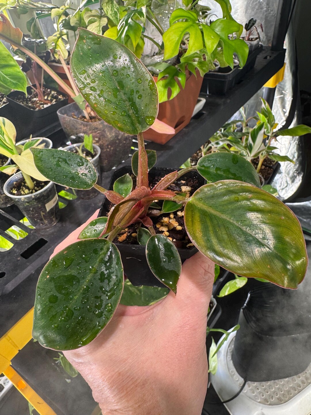 Philodendron Red Congo , Reverted / Exact Plant # No International ...