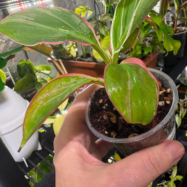 Musa Nono pink  Started plant  / exact plant / # No international shipping!!! 8 inch   tall from base to tallest leaf # 10