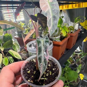 アロカシア バンビーノ ピンク 斑入り #4 送料無料/正確な植物/2インチポット/国際配送なし!! 高さ6インチのバンビーノ