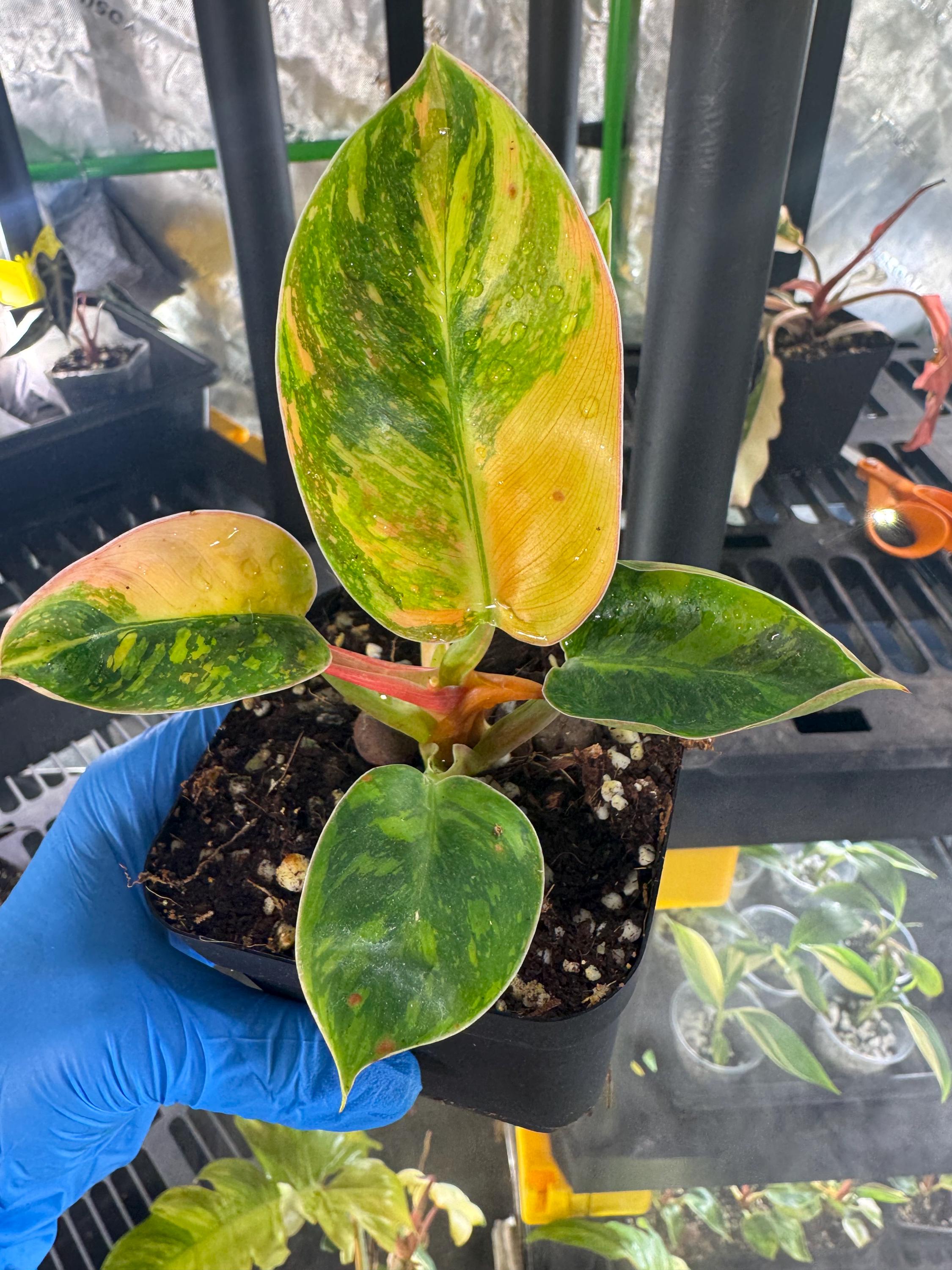 Variegated alocasia melo - Etsy 日本
