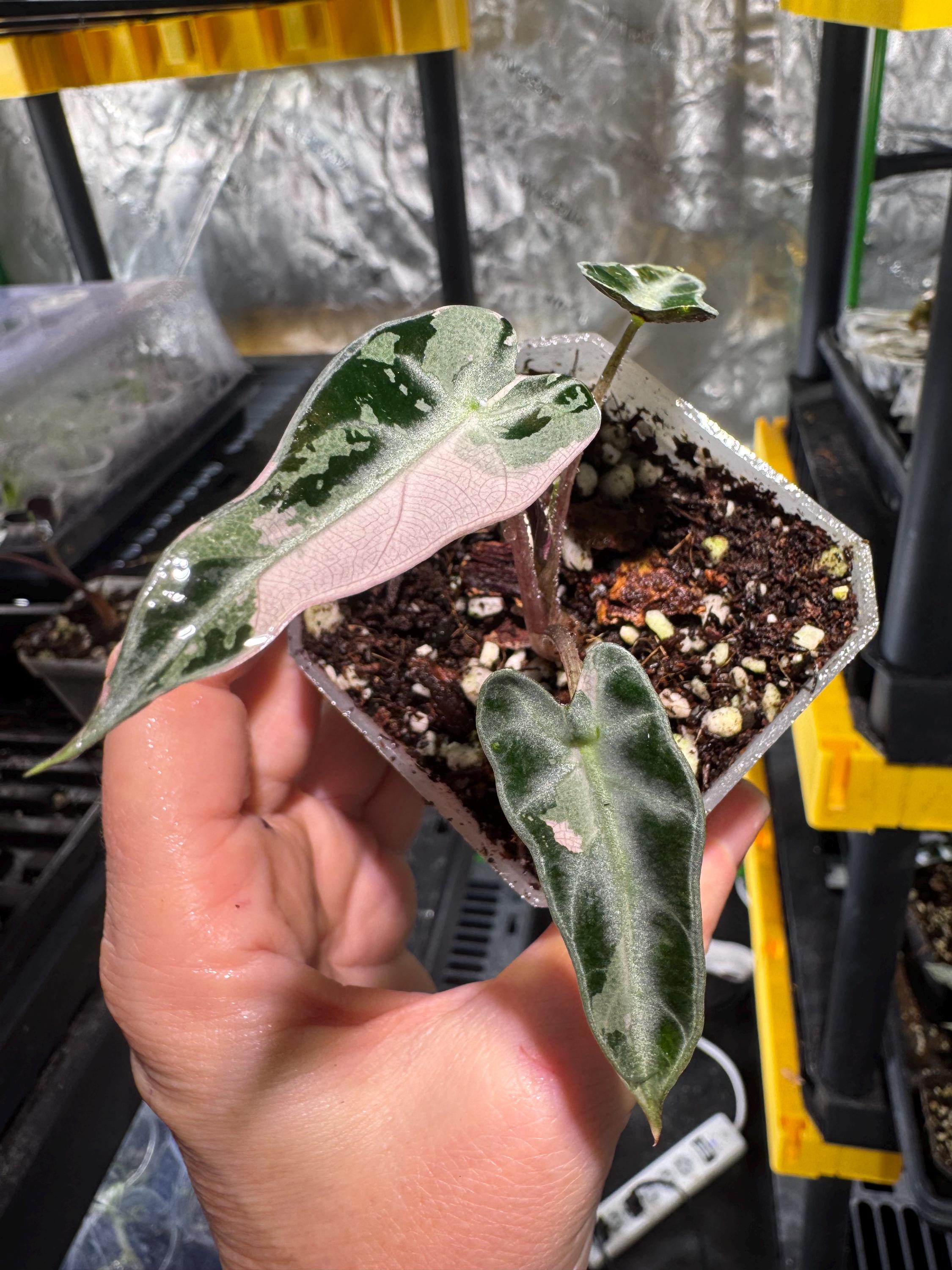 バンビーノ ピンク Alocasia bambino pink variegated - Etsy 日本