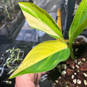 Musa Yellow Variegated Banana - Etsy