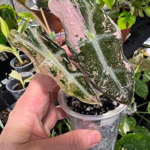 Alocasia Nobilis   Pink Variegated #1   Exact  plant/ 2  inch pot/ No international shipping!!