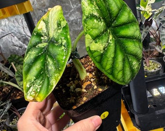 Alocasia Drachenschuppe bunt # / exakte Pflanze/ Corming Größe / Kein Versand!!#3