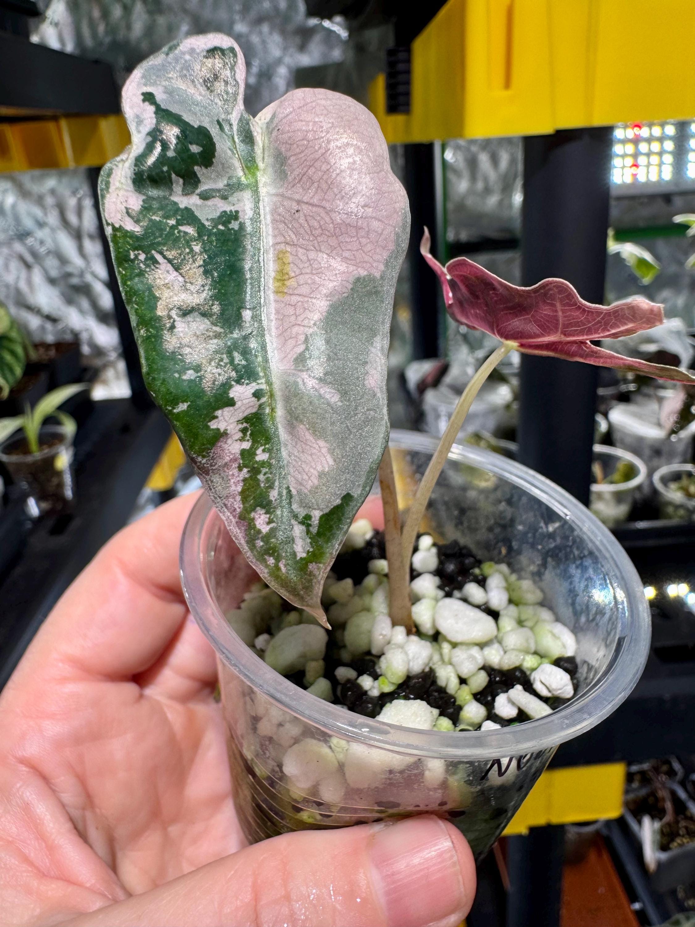 アロカシア ノビリス ピンク 極斑入り アロカシア ノビリスピンク Alocasia nobilis pink