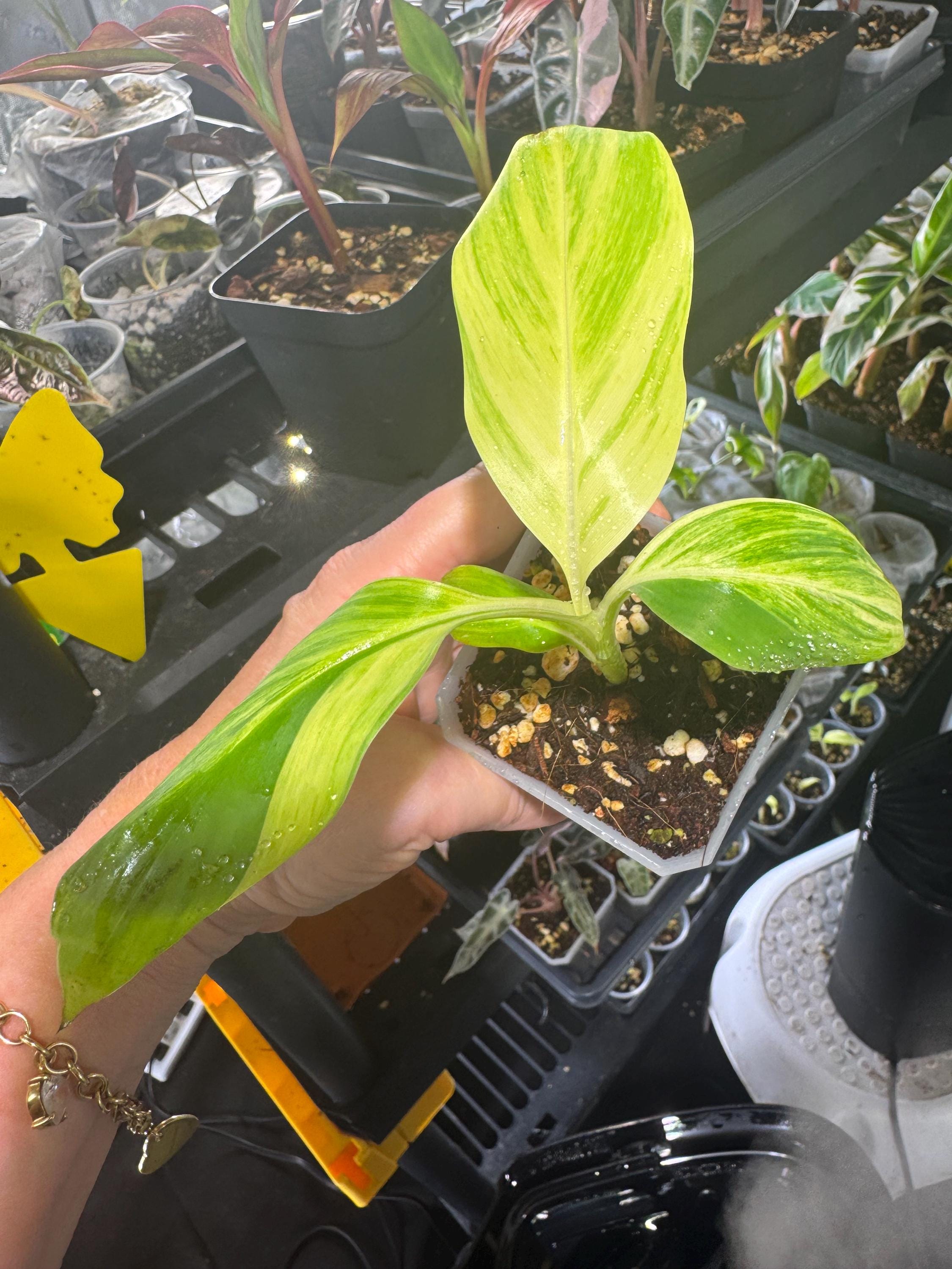Musa Yellow Banana Started Plant / Musa Aurea / Exact Plant / #2