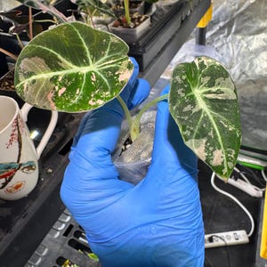 May include: A variegated Alocasia plant with two heart-shaped leaves featuring deep green surfaces and prominent light green veins, accented by patches of creamy white and soft pink variegation, held in a small clear plastic nursery pot.