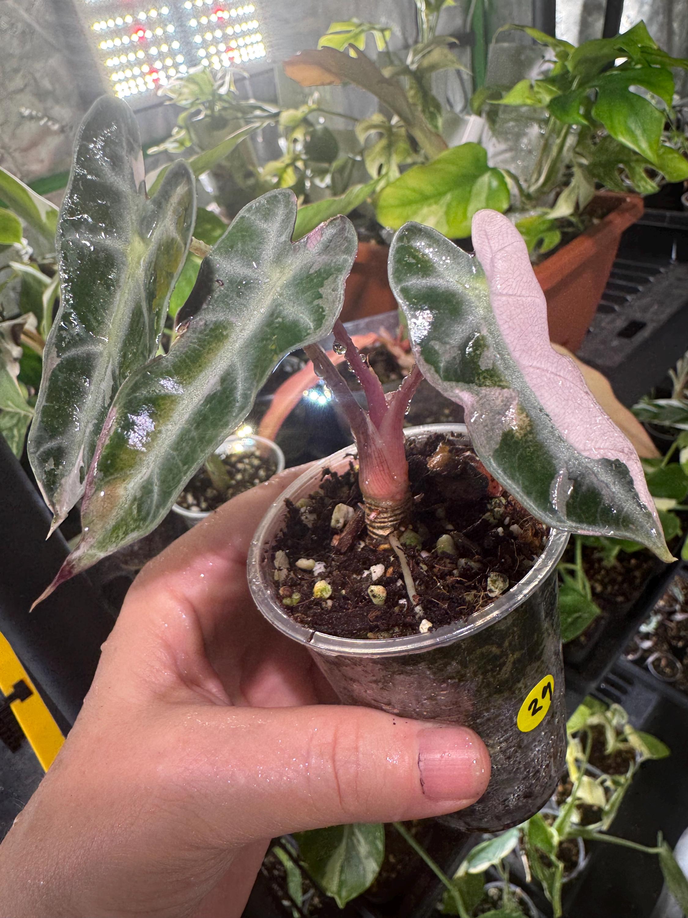 Alocasia Bambino Pink Variegated - Etsy