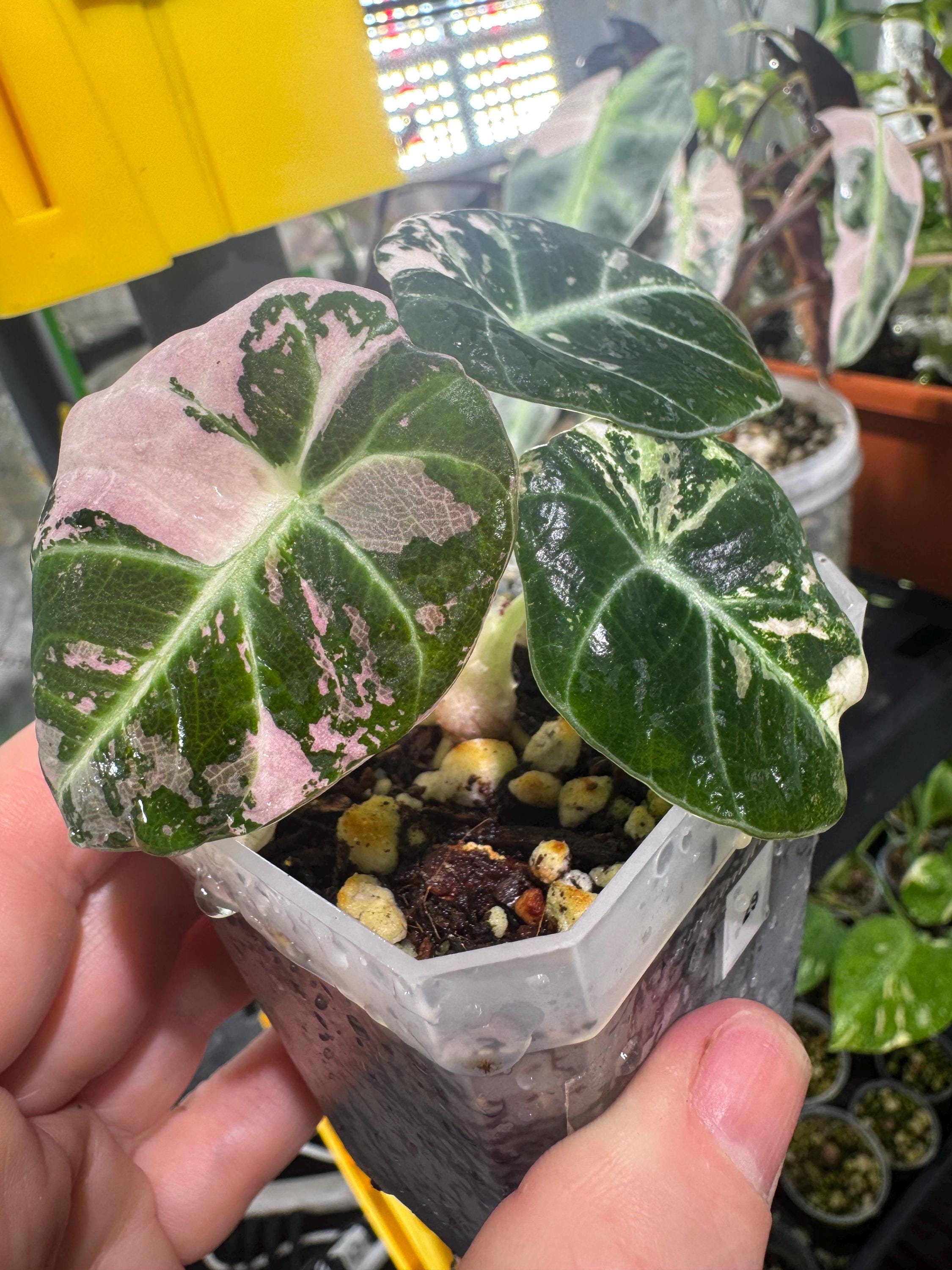 Alocasia Bambino Pink Variegated - Etsy Alocasia Bambino Pink Variegated - Etsy