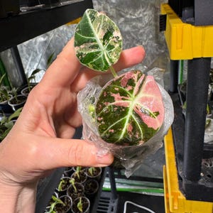 Alocasia Black Velvet Pink Variegated #4 (planta exacta/maceta de 2 pulgadas/¡No se realizan envíos internacionales!)