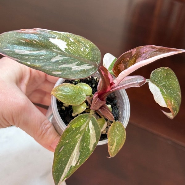 Philodendron Red Anderson / Exact plant /Free Shipping.