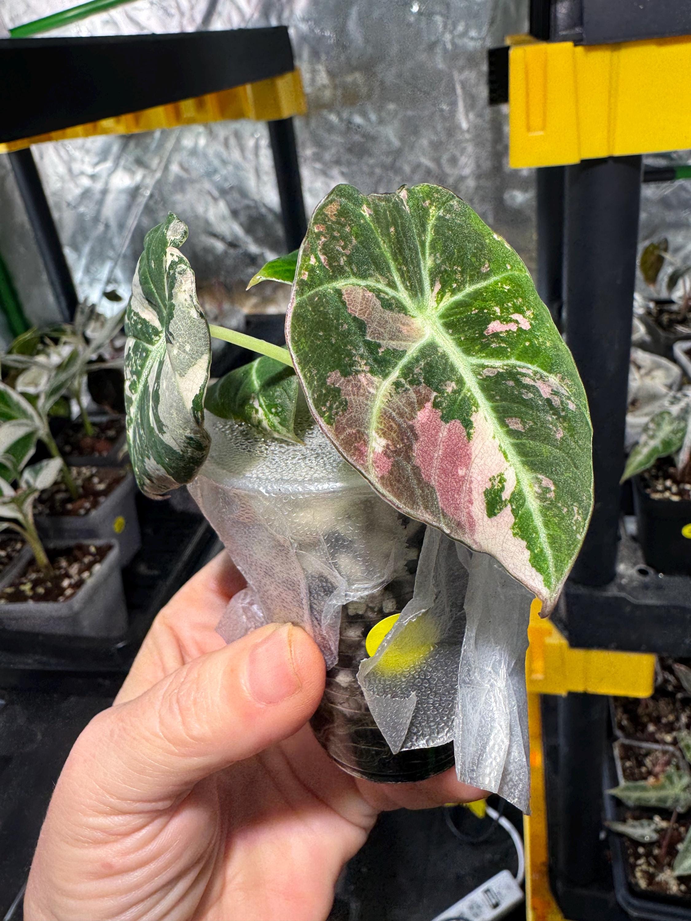 Alocasia black velvet pink variegated - Etsy 日本
