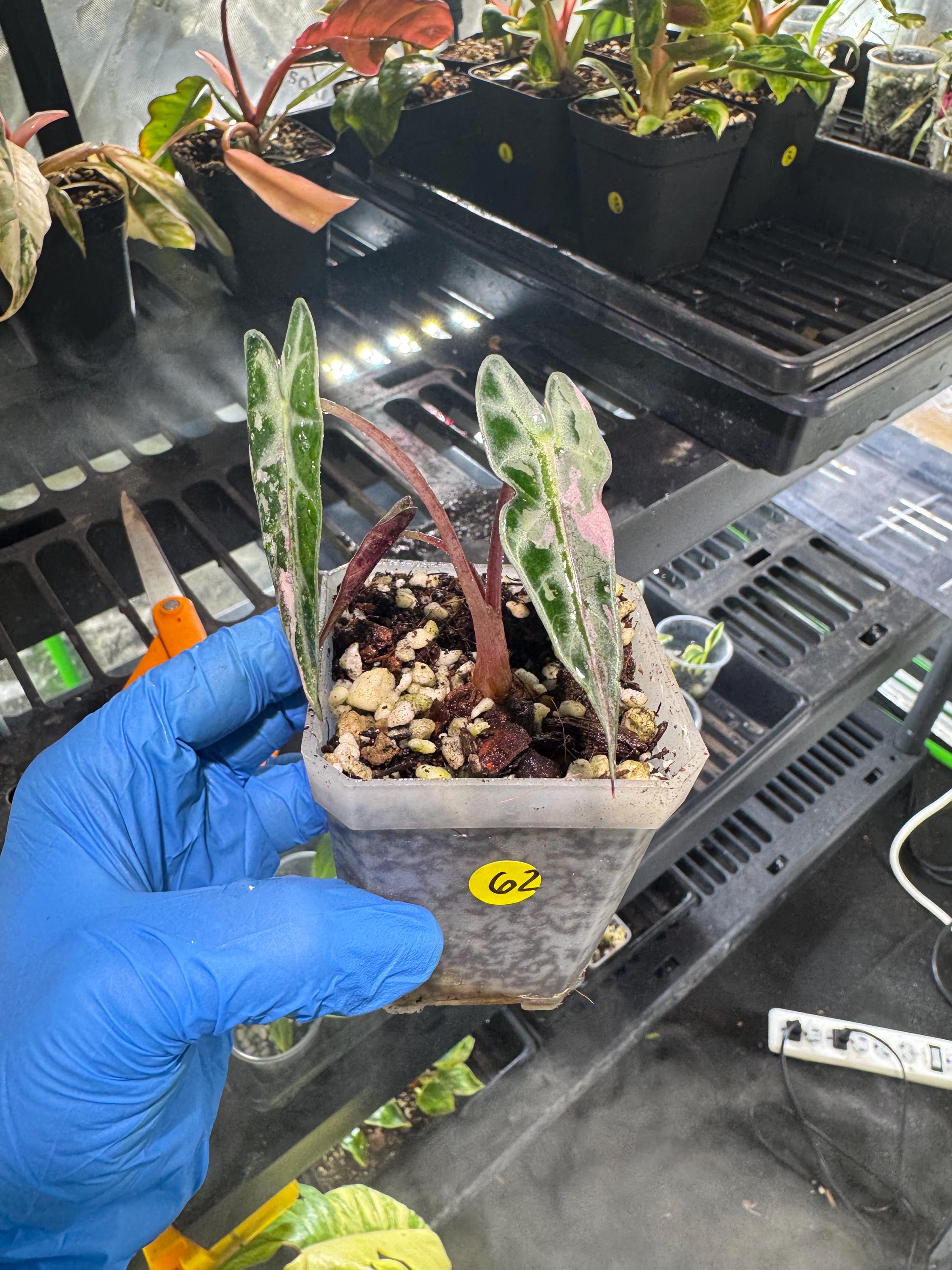 Alocasia bambino pink variegated - Etsy 日本
