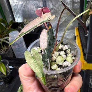 Alocasia bambino pink variegated - Etsy 日本