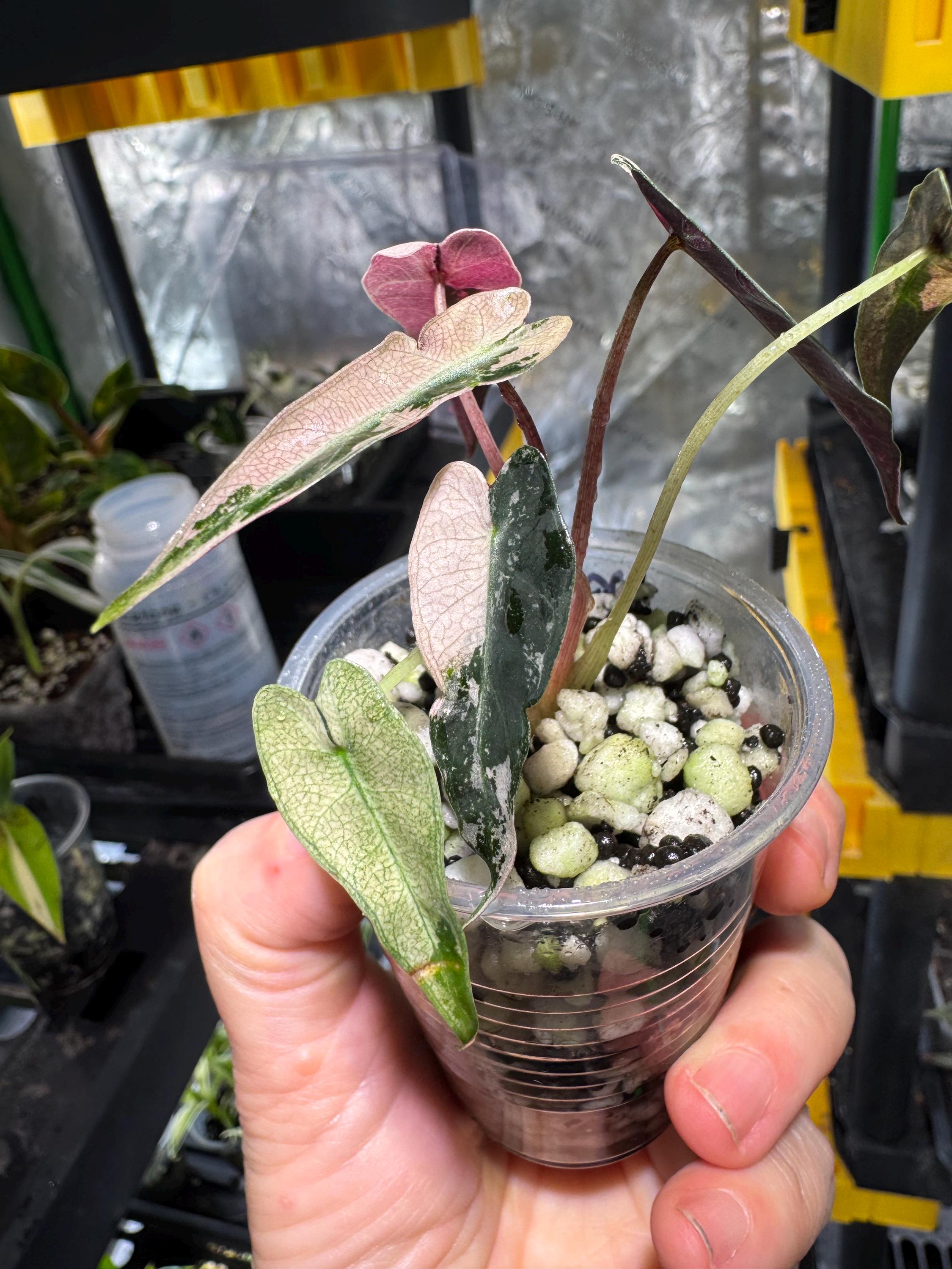 Alocasia variegated frydek - Etsy 日本