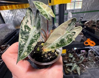Variegated Alocasia Polly Aurea Tissue Culture - Rare Plant - Etsy