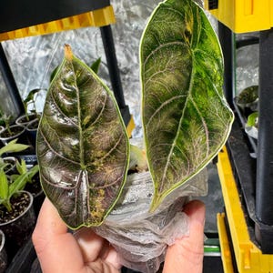 Puede incluir: Dos hojas de Alocasia Dragon Scale, que muestran un llamativo contraste de tonos verde oscuro y burdeos. Las hojas se sostienen en una bolsa de plástico transparente, resaltando sus vetas y textura únicas. Una opción popular para los amantes de las plantas de interior.