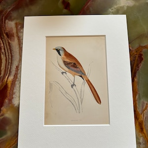 Könnte beinhalten: Ein Vintage-Druck eines braunen und weißen Vogels, der auf einem Ast mit grünen Blättern sitzt. Der Druck ist in einem weißen Passepartout gerahmt und trägt den Text "SKARVED" unten.