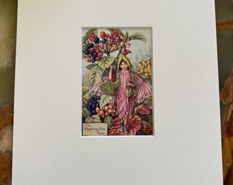 The Wayfaring-Tree Fairy - First Edition Vintage Original Print (circa 1925) with (Off-White) Art Mount 10x8 Inches