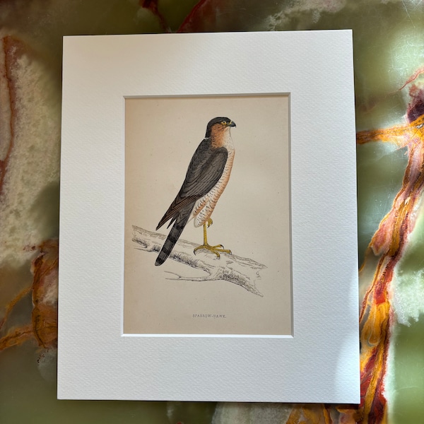 Sparrow-Hawk - Engelse Vintage Origineel (circa 1850) Handgekleurde houtblokgravure met Art Mount (gebroken wit) 10x8 inch