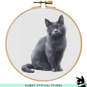 Può includere: Un gatto grigio seduto su uno sfondo bianco. Il gatto sta guardando direttamente lo spettatore.