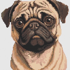 May include: A close-up portrait of a fawn-colored pug with large, dark eyes. The pug has a wrinkled face and a short, flat nose.