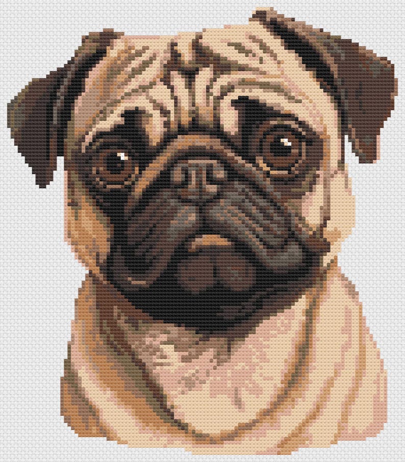 May include: A close-up portrait of a fawn-colored pug with large, dark eyes. The pug has a wrinkled face and a short, flat nose.
