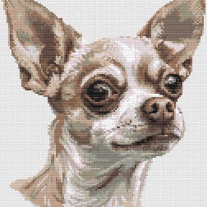 May include: A close-up portrait of a small, brown and white chihuahua with large, dark eyes. The dog is looking directly at the viewer with a curious expression.