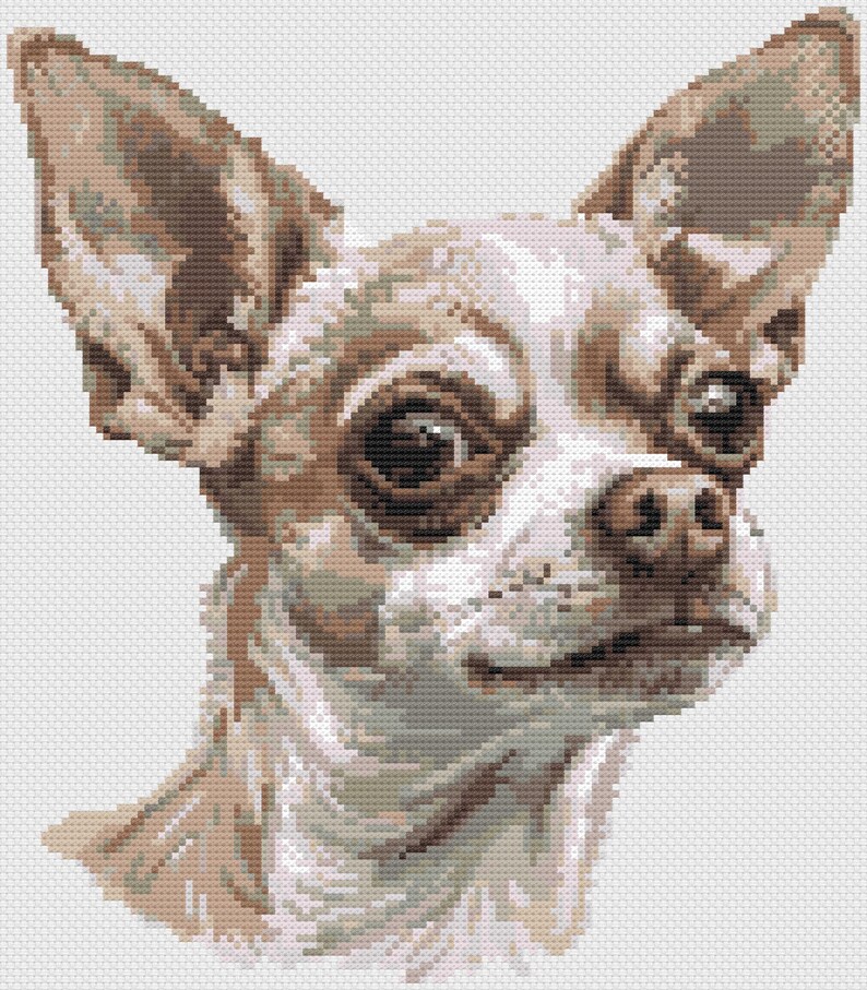 May include: A close-up portrait of a small, brown and white chihuahua with large, dark eyes. The dog is looking directly at the viewer with a curious expression.
