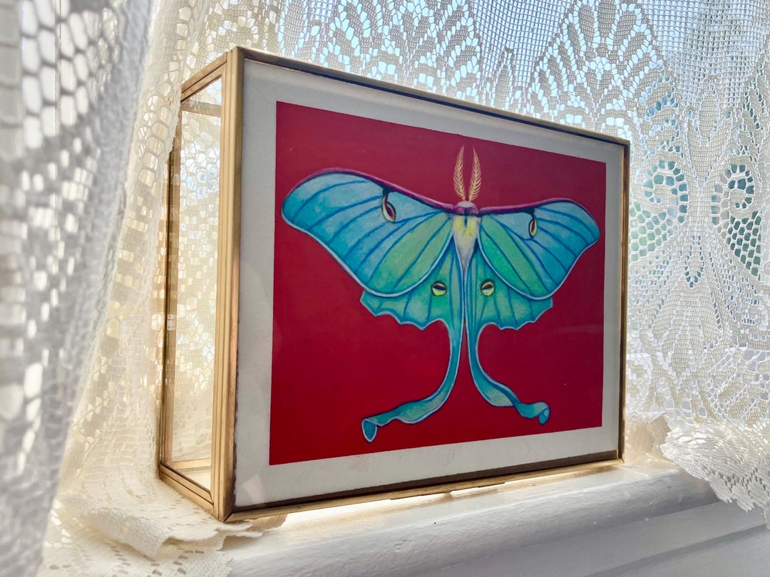 Luna Moth Original Colored Pencil Drawing, 6 X 8 Inch Artwork in Glass ...