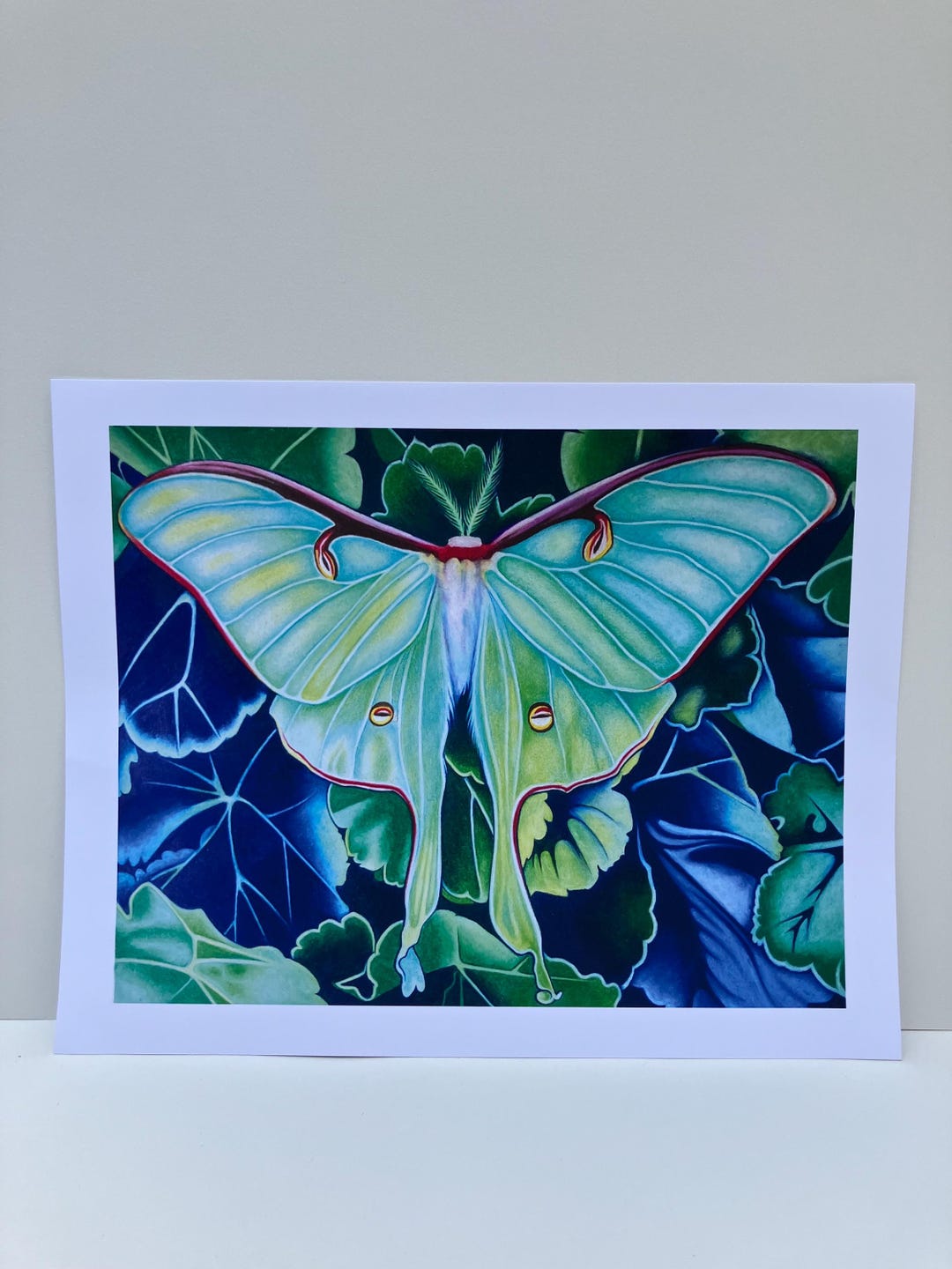 Luna Moth Art Print, Original Colored Pencil Drawing - Etsy