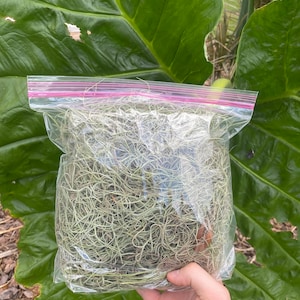 May include: A clear plastic bag filled with dried Spanish moss, a light green color. The bag is sealed with a pink zipper.
