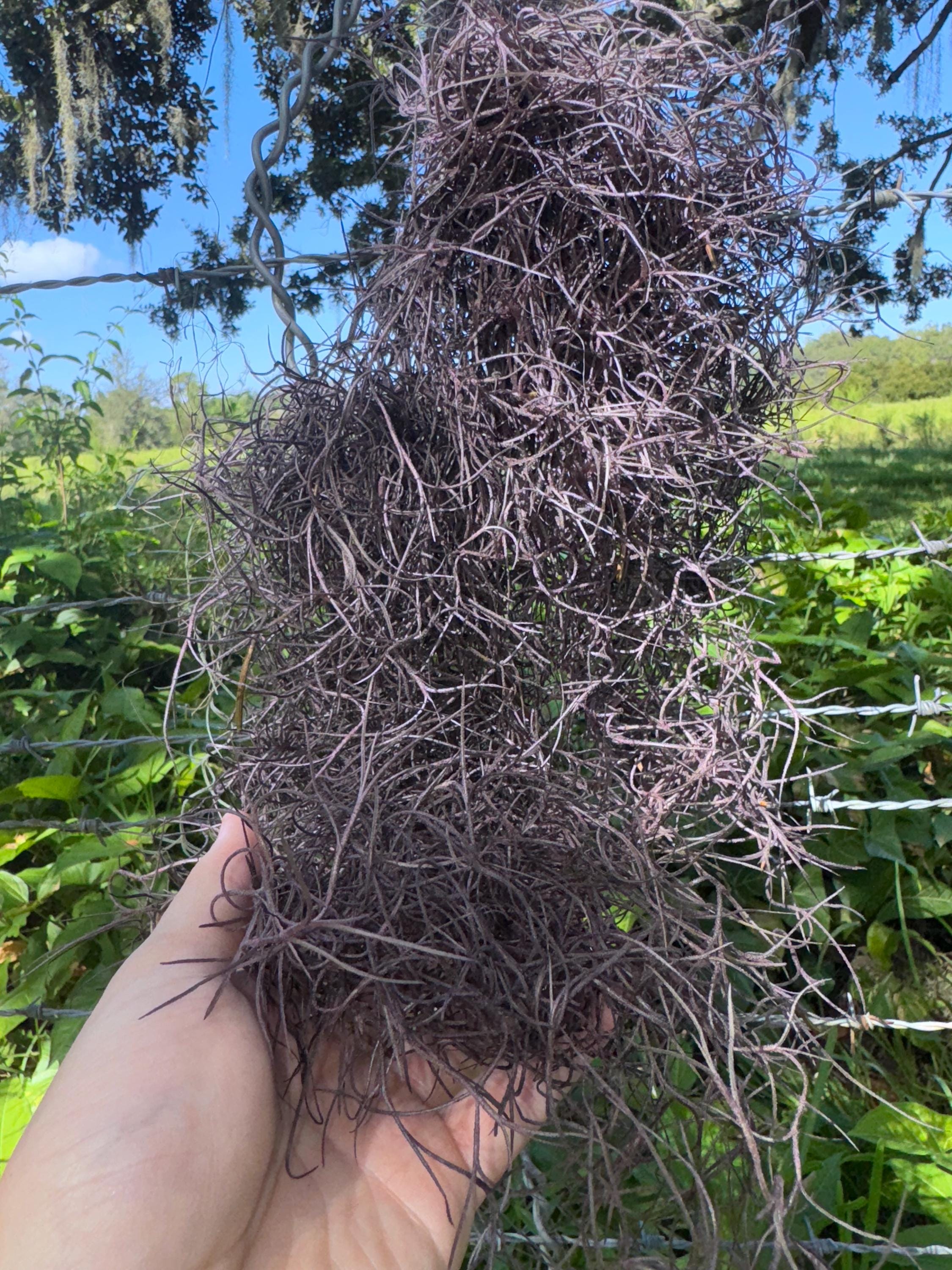 thumbnail image 2 of Organic Spanish Moss – Florida LIVE Air Plant – Overstuffed 1 Gallon Bag 2 of 4