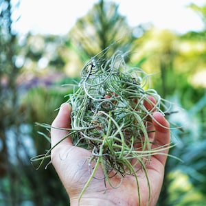 May include: A hand holding a bunch of green air plants. The plants have long, thin leaves that are curled and twisted.
