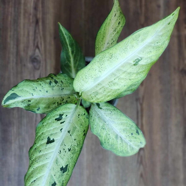 Dieffenbachia