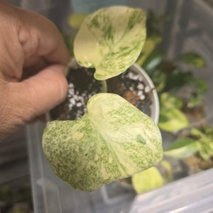 Monstera Creme Brulee (starter plant 3 inches)