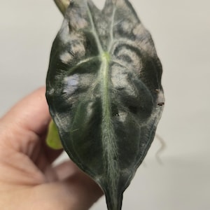 May include: Close-up of a dark green Alocasia leaf with prominent veining. The leaf has a unique shape, with a pointed tip and a slightly textured surface. The stem is a dark reddish-brown color. The plant is a popular choice for indoor decor.