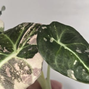 May include: An Alocasia plant with variegated leaves featuring a mix of deep green, cream, and soft pink patches. The foliage displays prominent veins and a heart-shaped structure, with one leaf showing significant pink variegation and another leaf showing white speckles.