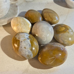Agatized Coral Palm Stone: Polished Worry Stone, Home Decor
