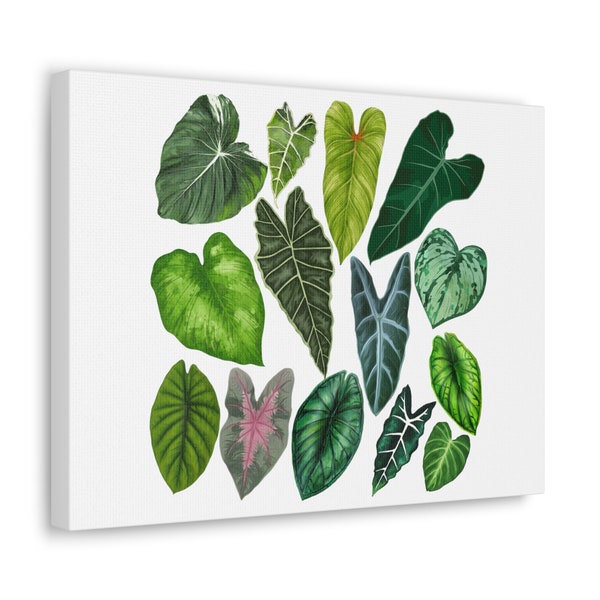 Alocasia Leaves Canvas Gallery Wrap | Tropical Plant Decor | Rare Plant Picture | Monstera Albo Art | Pink Princess Philodendron