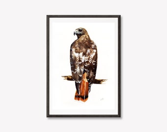 8.5x11" Print Red Tailed Hawk Original Watercolour Painting | Also Available as 5x7" and 13x19" Prints