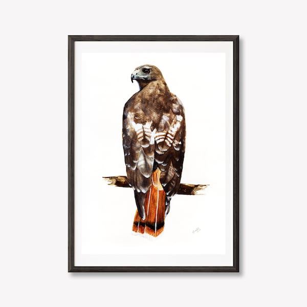 5x7" Print Red Tailed Hawk Original Watercolour Painting | Also Available as 8.5x11" and 13x19" Prints