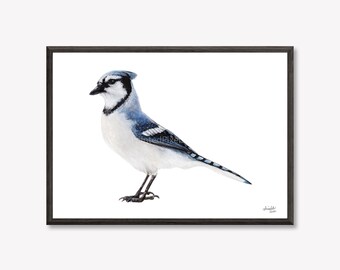 8.5x11" Print Blue Jay Original Watercolour Painting | Also Available as 5x7" and 13x19" Prints